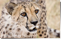 یوزپلنگ آسیایی