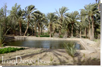 نخلستان محمدآباد کوره گز