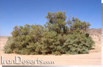 Tamarix hispida گز
