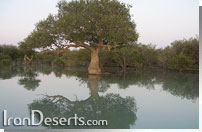 جنگلهاي مانگرو - قشم