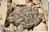 منطقه حفاظت شده  خانگرمز