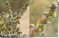Suaeda fruticosa سياه شور