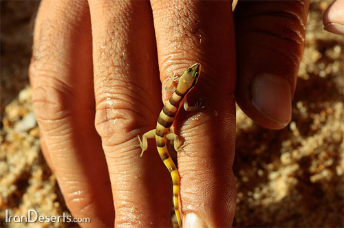 [تصویر: persian-dwarf-gecko-big.jpg]