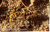 جکوی ایرانی hemidactylus persicus