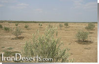 حاشیه تالاب آجی گل