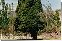اثر طبیعی و ملی سرو هرزويل