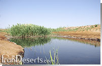 نیزار - بیابان گرماب