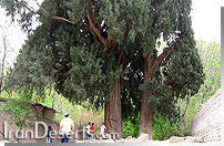 سرو سیرچ
