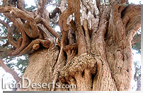 سرو سیرچ